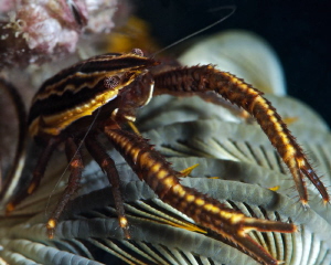 Crinoid squat lobster 
Nikon D3s, 105 mm macro lens, +5 ... by Iyad Suleyman 